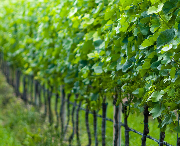vine shoots