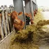 cattle-feeding-primor