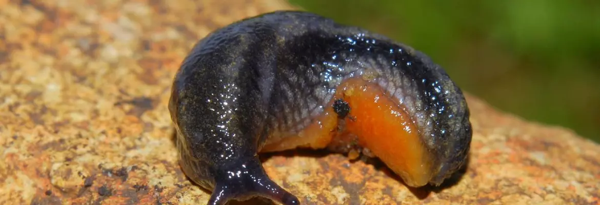 black slug