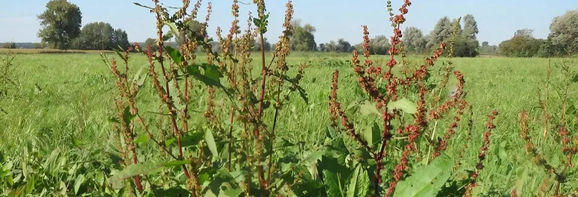bitter dock or rumex obtusifolius in field