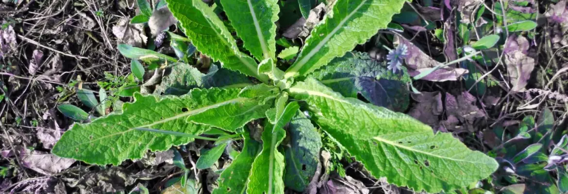 Field milk thistle grows in a rosette pattern on forest floor surrounded by dried leaves, small purple flowers, and organic debris.