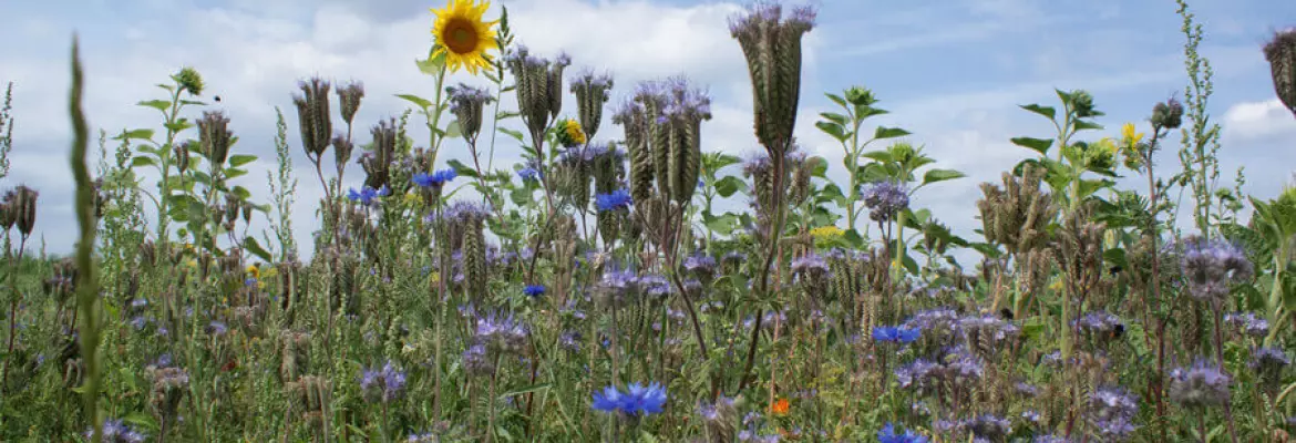 Flowers in the field with a blue sky