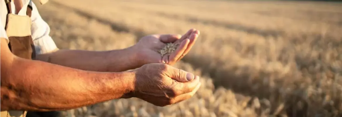 close-up of a person's hands holding grains in the middle of a wheat field