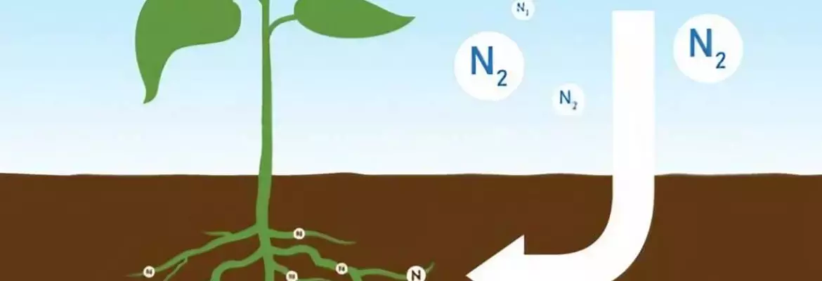 schema explaining how do nitrogen fixing plants work