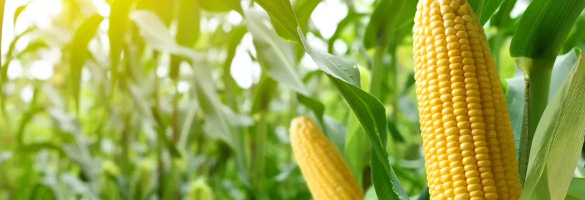 Two mature corn ears with golden kernels hang from green stalks surrounded by lush corn plants and bright sunlight in a thriving cornfield.