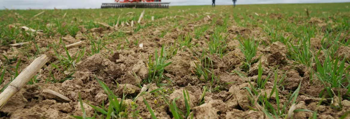 A tractor with a mechanical weeding implement, breaking up soil while young green plants emerge from the churned earth. Two people observe in the distance under cloudy skies.