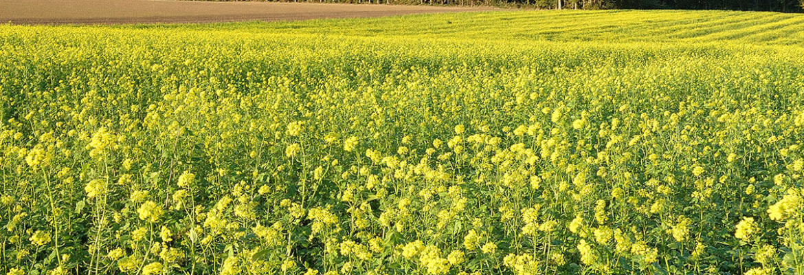 nitrate-fixing intermediate crops of mustard