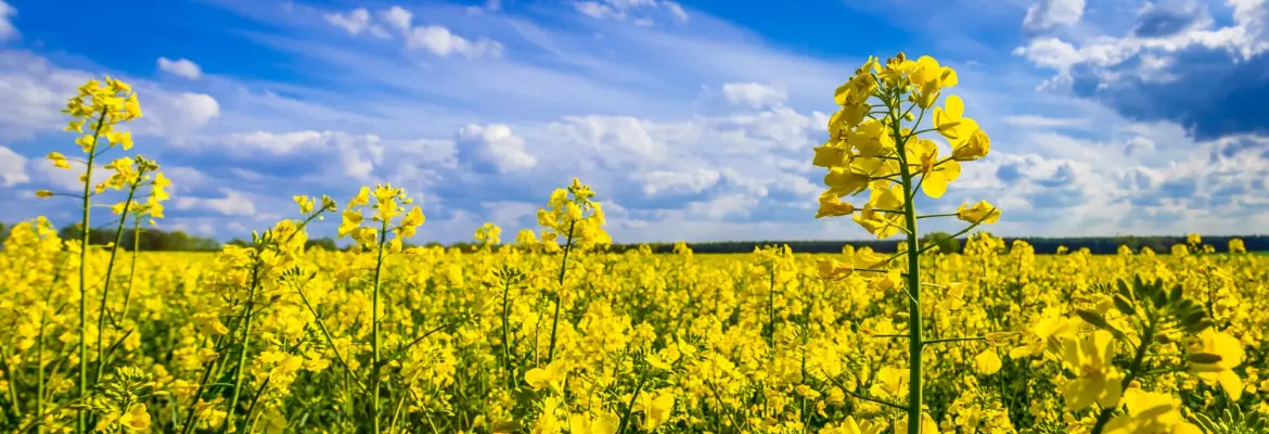 Bright yellow rapeseed flowers bloom densely across a vast agricultural field under a blue sky with white clouds stretching to the horizon.