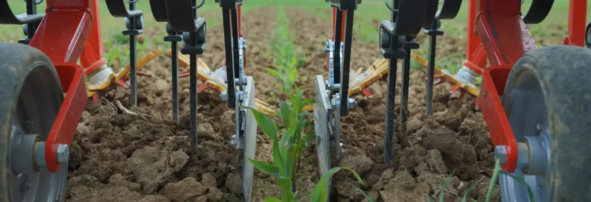 row crop cultivator Rowliner with red and black components cultivates soil around young green corn plants in neat rows across a farm field.