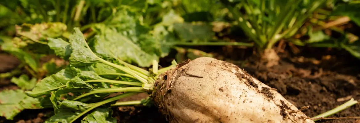 A large, dirt-covered sugar beet with green leafy tops lies on dark soil in a farm field, with other beet plants growing in rows under a blue sky.