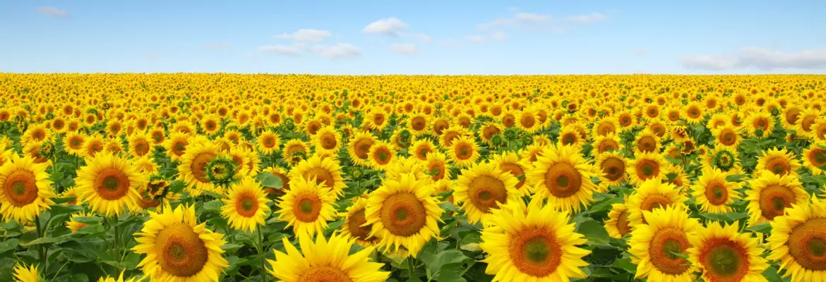 A vast field of bright yellow sunflowers stretches to the horizon under a clear blue sky with scattered white clouds on a sunny day.