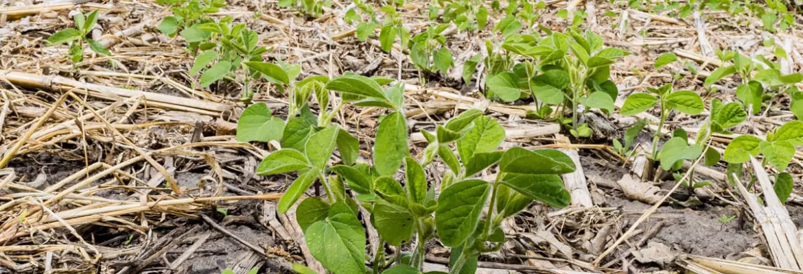 wide view of soybean seedlings growing between corn stalks on a farm