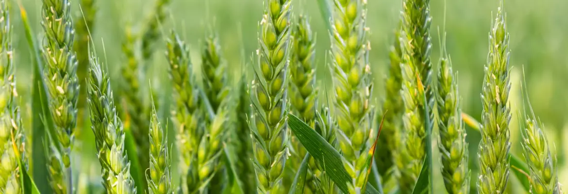 Green wheat stalks with developing grain heads stand upright in a field, photographed in bright sunlight with a soft, blurred agricultural background.