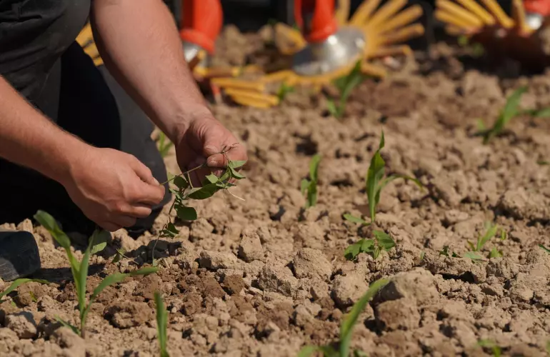 Mechanical Weeding 1