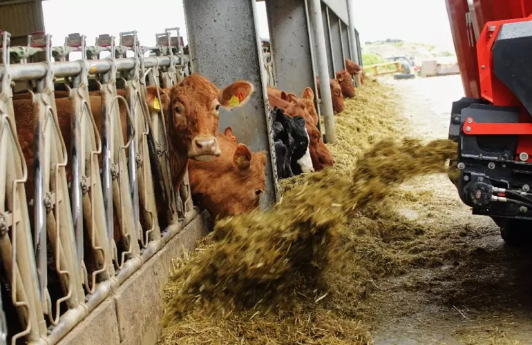cattle-feeding-primor