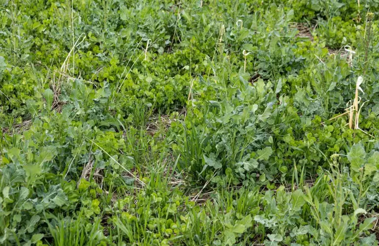 mixture of cover crops in the spring