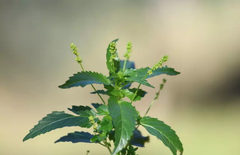 Annual mercury growing upward from a plant stem, photographed against a soft, blurred beige background in natural lighting.