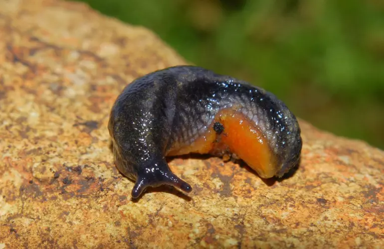 black slug