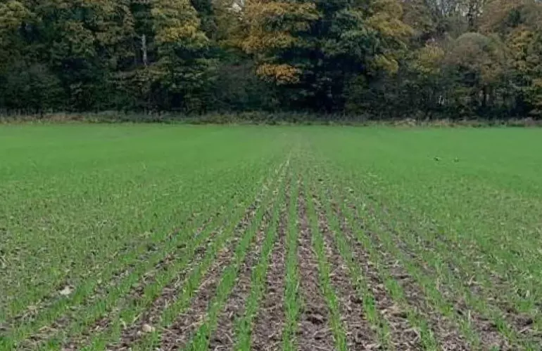 Birchalls Drilled Land
