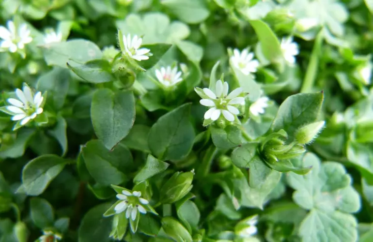Common chickweed are blooming among dense green foliage and oval-shaped leaves in what appears to be a garden setting.