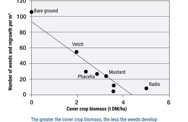 effect of cover crop on weed