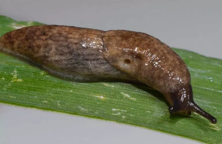 grey slug