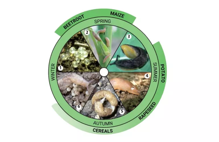 development cycle of slugs with sensitive stages for main crops