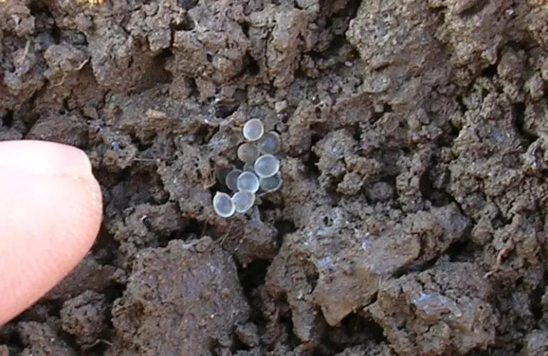 slugs eggs in soil