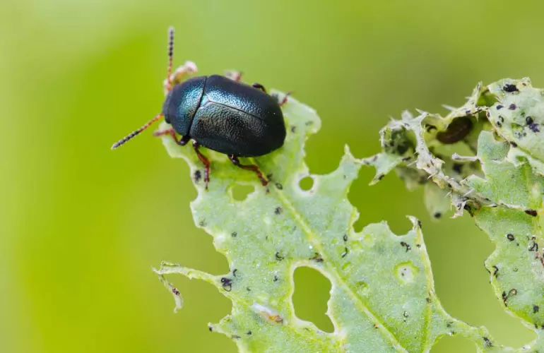 close-up of a flea beetle (Agelastica alni) eating and destroying a plant