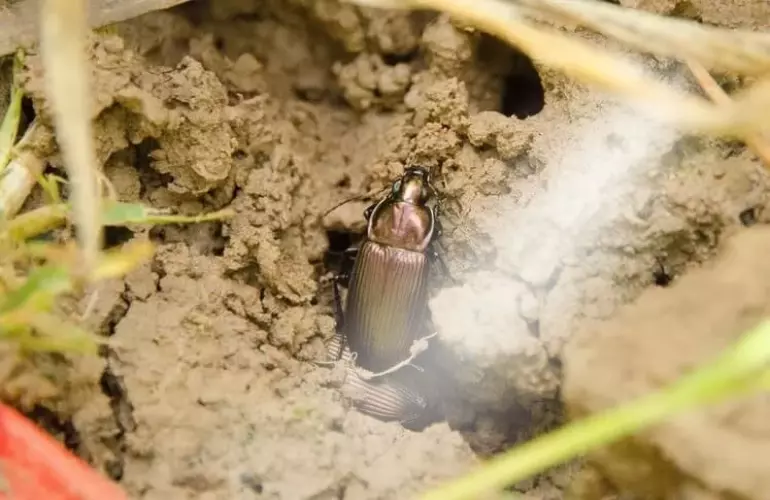 Golden ground beetle is a valuable natural predator, helping to control slug populations and minimize crop damage