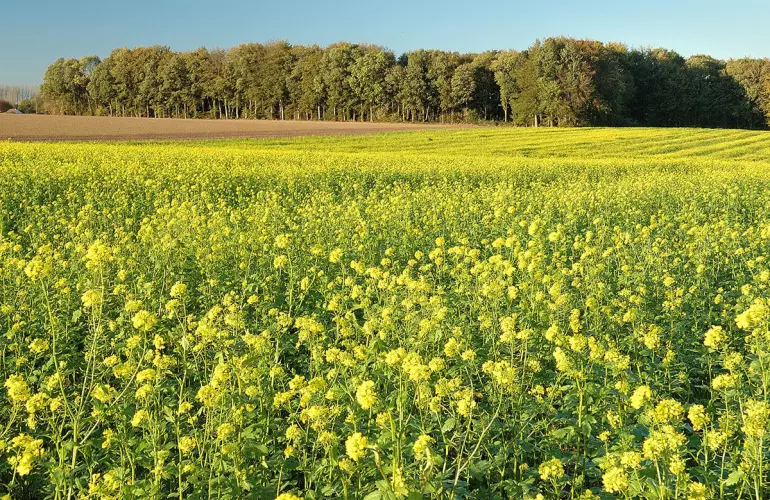 nitrate-fixing intermediate crops of mustard