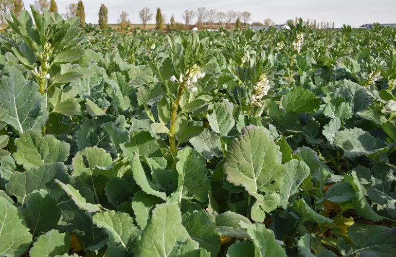 Example of rapeseed crop combined with a frost-sensistive crop