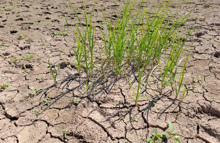 Slaking crust, fine, hard, and compact layer that forms on the surface of the soil with emerging weed
