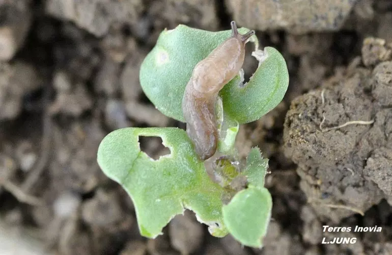 slug on rapeseed