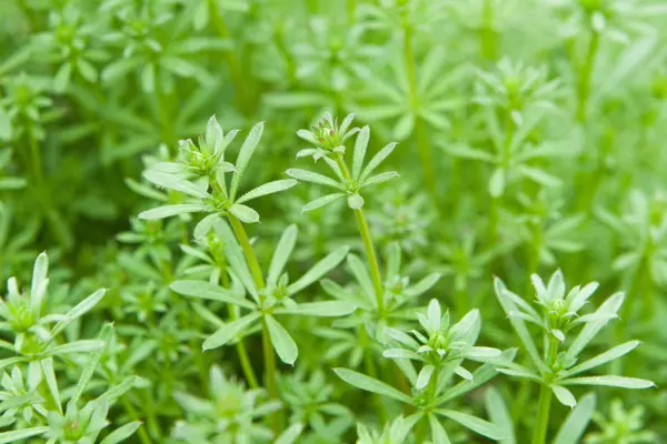 Cleavers growing densely together in a natural outdoor setting, creating a lush carpet of vegetation.