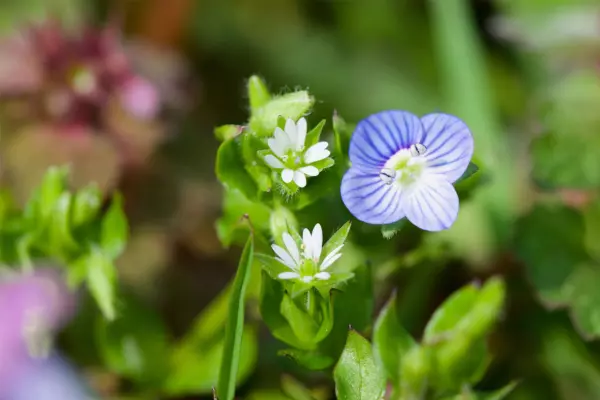 Common field speedwell among green foliage in a natural garden setting, with blurred pink flowers visible in the soft-focused background.