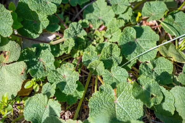 Common mallow in a natural ground cover formation, surrounded by grass blades and organic debris on forest floor.