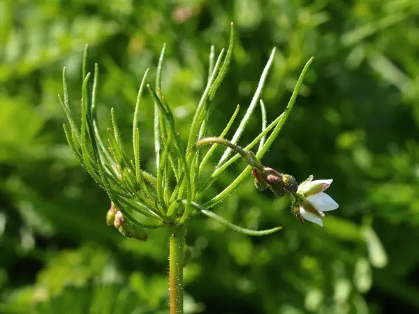 Corn spurry radiating outward displays small white flowers, set against a blurred green natural background.