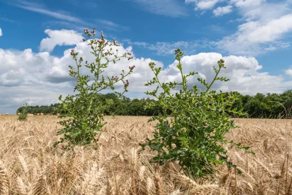 Field thistle in foreground of golden wheat field under blue sky with white clouds, surrounded by trees on horizon.