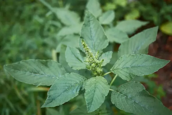 Red root amaranth emerging from its center, surrounded by lush foliage in a natural garden setting.