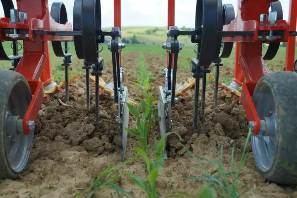 row crop cultivator Rowliner with red and black components cultivates soil around young green corn plants in neat rows across a farm field.