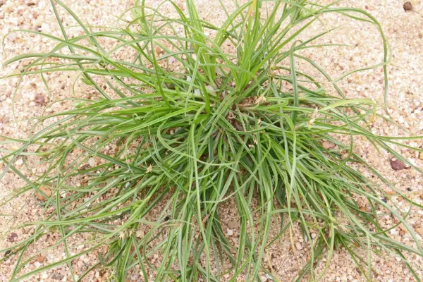 A clump of thin, toad rush spreads outward in all directions from a central point, growing in sandy, light-colored soil with small pebbles scattered around.
