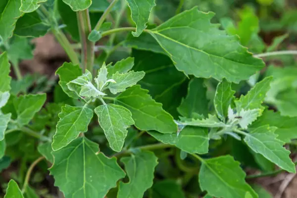 white goosefoot displaying various leaf shapes and sizes in a garden setting with blurred background vegetation.