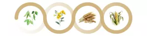 4 crop rotation example with pea, rapeseed, wheat and maize