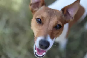 Puw photo 4