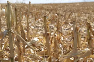 crop residue under a light blue sky