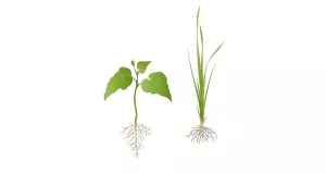 Difference between Monocotyledon or Grass and Dicotyledon plants