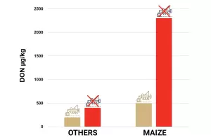 effect of plowing based on the previous crop on the DON content in wheat