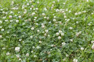 view of a white clover used as perennial crop