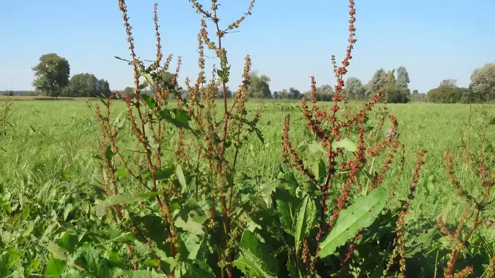 bitter dock or rumex obtusifolius in field
